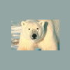 IceBär