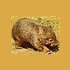 wombat1